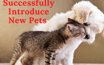 31 Tips for Successfully Introducing New Pets to Existing Pets