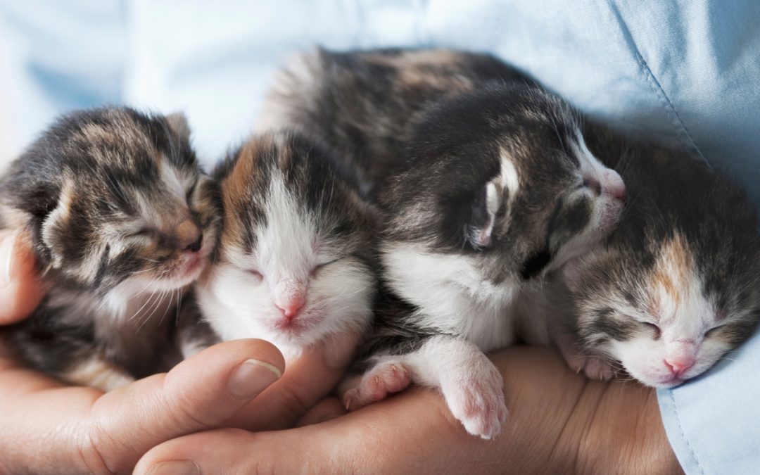 Simply Fostering Animals Can Make the U.S. No-Kill
