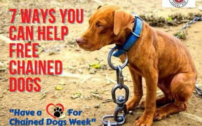 7 Ways You Can Help FREE Chained Dogs