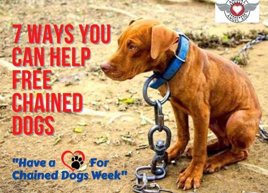 7 Ways You Can Help FREE Chained Dogs