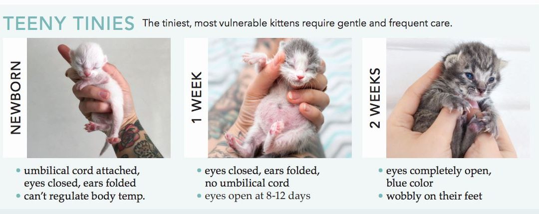 Kitten 101 – Raising and Fostering Kittens – The Basics
