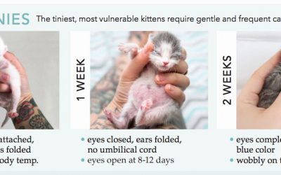 Kitten 101 – Raising and Fostering Kittens – The Basics